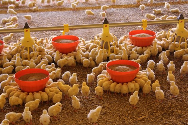 Иновативните бебешки хранилки за пилета бройлери подобряват еднородността на стадото и минимизират разпиляването на фураж
