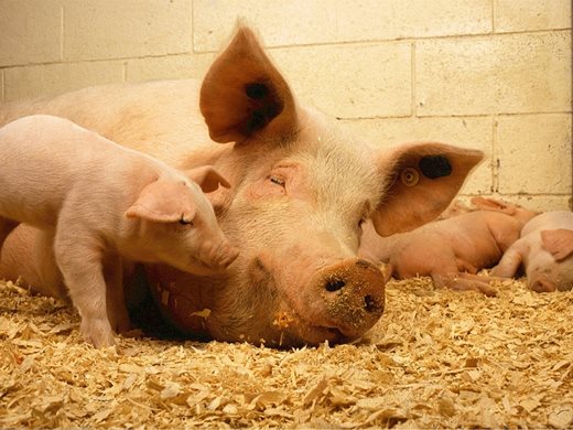 Япония забрани вноса на свинско месо от Германия