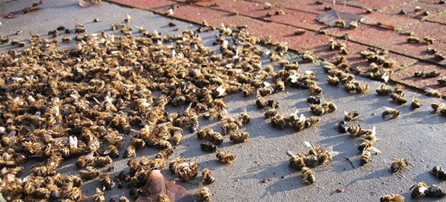 За да се избегне масов мор по пчелите, най-сигурната мярка срещу отравянето им (когато третирането ще продължи дълго време) е кошерите да се изнесат в други безопасни райони с пчелна паша. Снимка Pcheli.bg