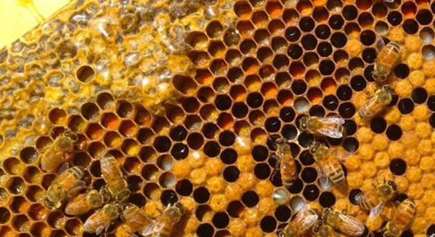 Размерът на пчелите от различни видове не е еднакъв, затова и диаметърът на килийките също е различен