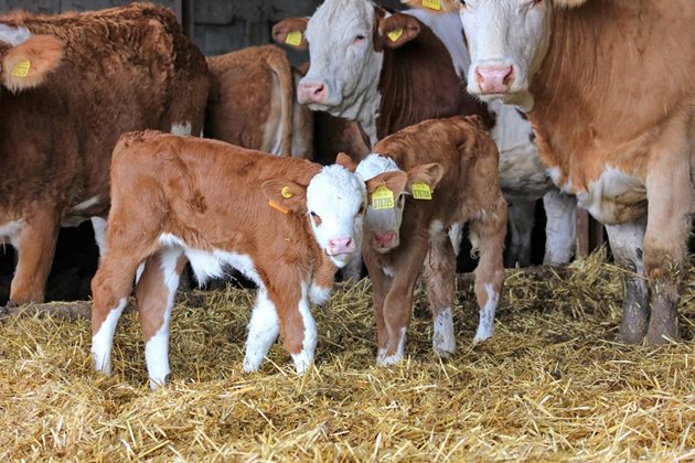 Елитни породи говеда ще бъдат показани на изложението в Пловдив