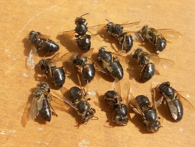 Така изглеждат пчели, болни от вирусен паралич, известен още като черна болест. Снимка pushalka.com