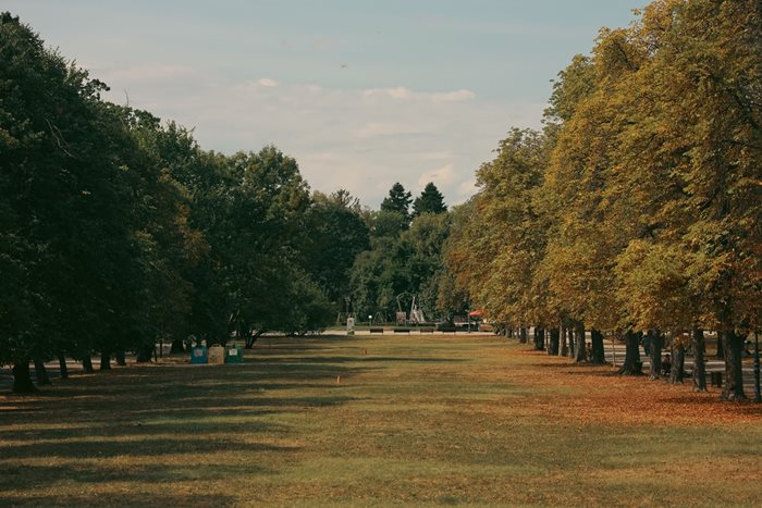 Повечето дървета и паркове са едно от решенията за справяне с климатичните промени.