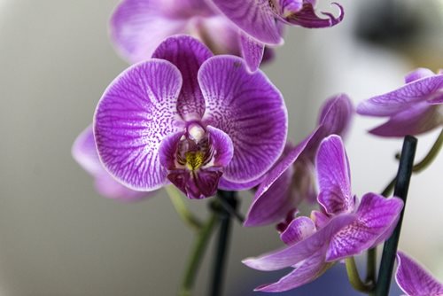 Застрашен вид орхидея, който не е виждан от 120 години, е открит в САЩ