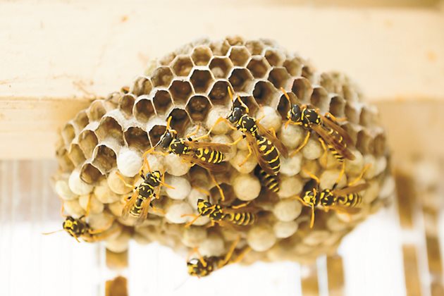 С наближаване края на лятото пчелните семейства усилват «охраната» на входа. Те елиминират достъпа на пчели-крадци или оси в кошера