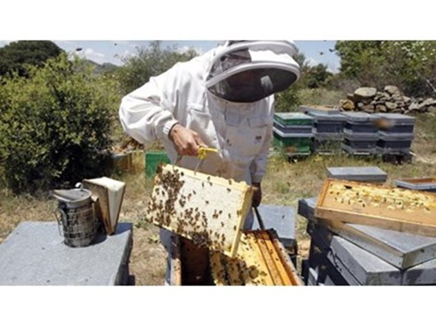 Когато междурамковото пространство не е спазено, пчелите се стремят да го възстановят чрез извиване основата на питите или чрез корекция на дълбочината на килийките от двете страни на питата.