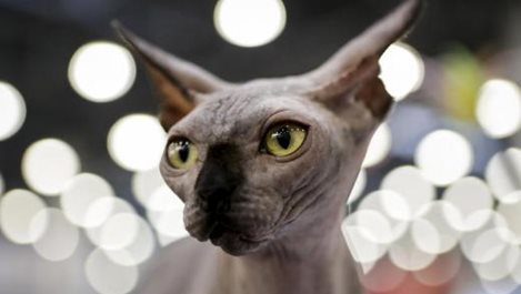 Канадци бръснат обикновени котки, продават ги за сфинксове