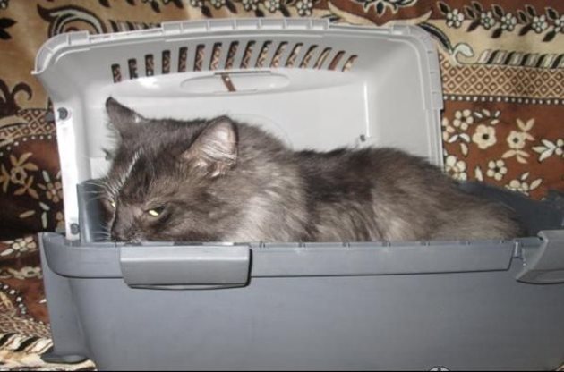Котката трябва да се чувства комфортно в чантата за транспортиране