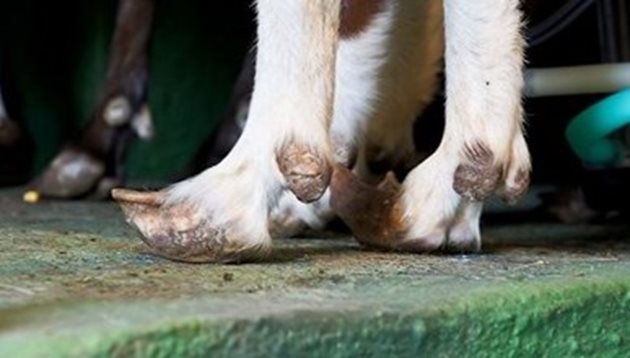 Когато са подути копитата - в случая задните, се правят бани на копитата на козата. Животното влиза в корито, където накисва възпалените копита в разтвор на син камък или калиев перманганат.
