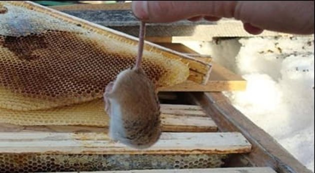Ако долният вход на кошера е запушен с умрели пчели, значи има сериозен проблем и трябва да вземете мерки. Единият вариант е пчелното семейство да е нападнато от мишки.