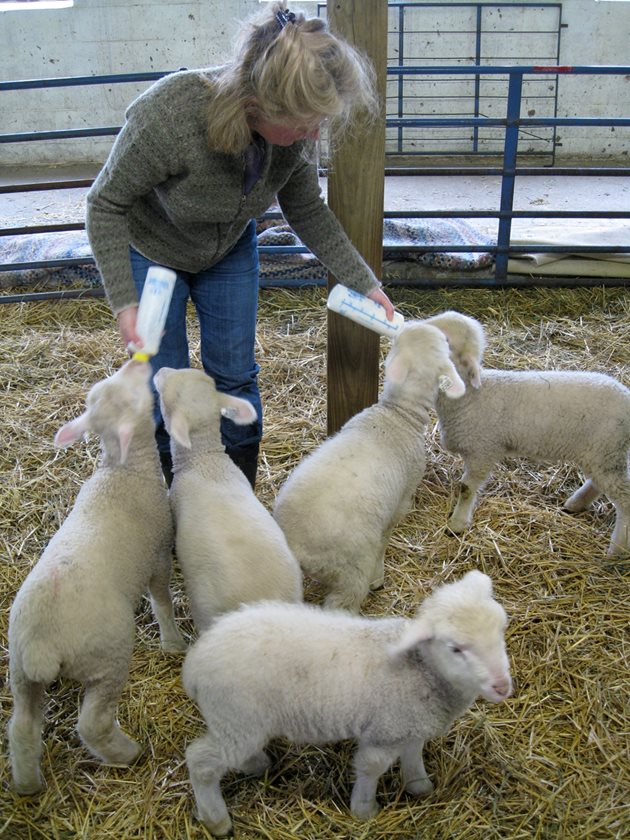 Храненето на агнетата с биберон е много трудоемко Снимка: Sheep Gal - Typepad