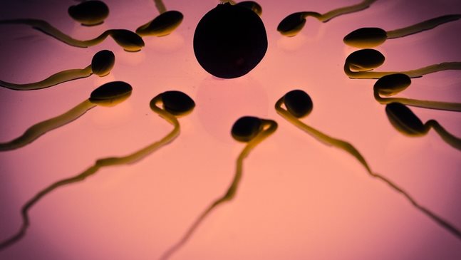 Яйцеклетките са придирчиви в избора на сперматозоиди