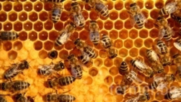 В пчелина заразата се предава и от пчелните килийки