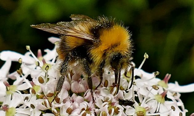 Опрашването от диви пчели възлиза на средно $ 3,251 на хектар годишно за реколтата, твърдят изследователите при проучвания на сп. Nature Communications. Снимка: Джефри Суийн
