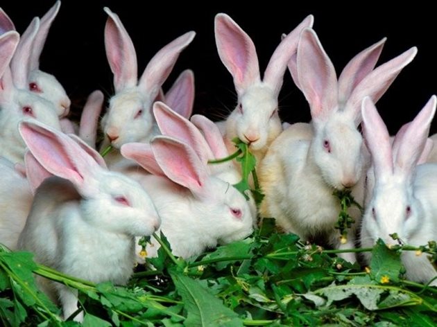 Не давайте отделно глухарчета на зайците, а само в съчетание с други тревисти растения - два пъти седмично