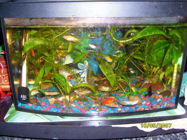 В аквариума трябва да има обилна растителност, сред която новоизлюпените рибки да могат да се крият