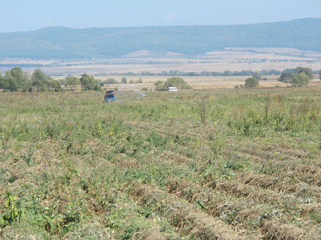 За да извадят късните картофи, производителите в района на Ихтиман се налага да оросяват допълнително почвата
