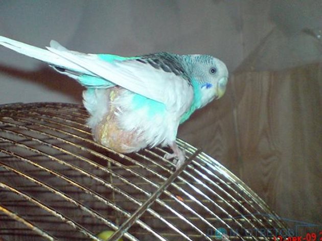 При непроходимост на яйцепровода вълнистото папагалче се нуждае от помощ