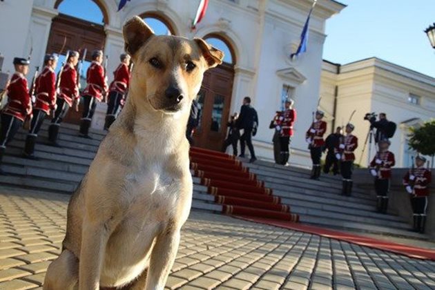 Кучето гордо посрещна депутатите от новия парламент