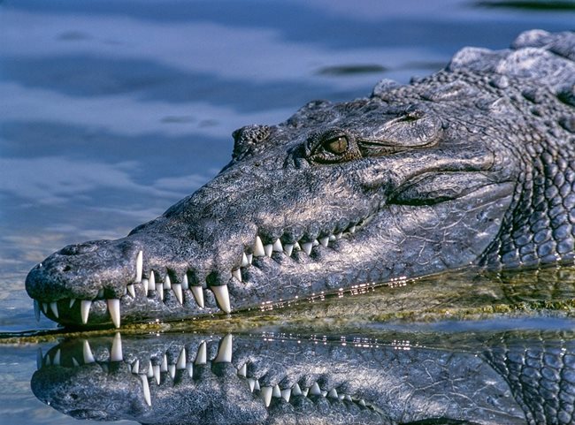 Крокодил СНИМКА: Pixabay