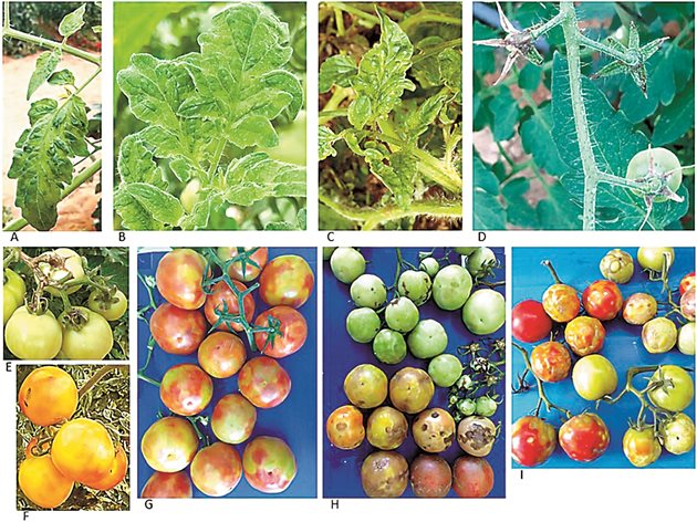 Естествено заразени доматени растения с Tomato Brown Rugose Fruit Virus:
A-C – Характерни симптоми за мозаечно болни доматени растения.
C - Стесняване на листата на доматите.
D - Изсушени дръжки и чашки на растения от чери домати, водещо до опадане на плода.
E - Некротични симптоми по дръжка, чашки и дръжки.
F - Типични по плодове симптоми с жълти петна.
G-I - Променливи симптоми по доматени плодове.
G - Типичният симптом на заболяването.

Източник: Wikimedia Commons