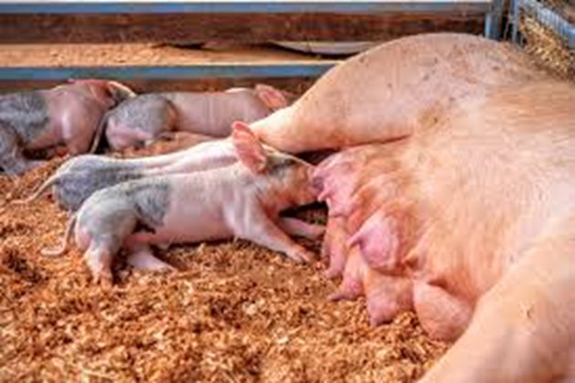 Оценявайте състоянието на свинете майки и по възможност след опрасването ги хранете индивидуално