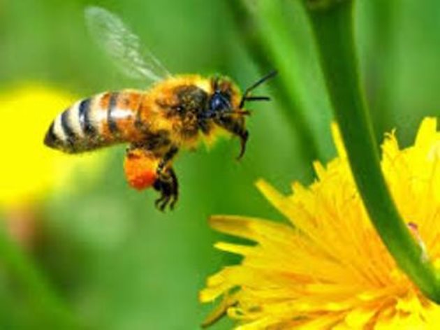  200 пчели трябва да се трудят по цял ден, за да съберат една лъжица мед. Но тази висока производителност е валидна само за силните семейства.