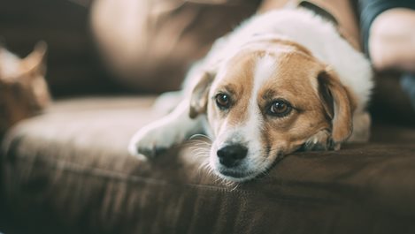 10 факта за кучетата, които вероятно не знаете