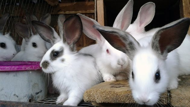 От чревна кокцидиоза боледуват предимно 1-3-месечните зайчета. Смъртността при тях е 90 на сто.