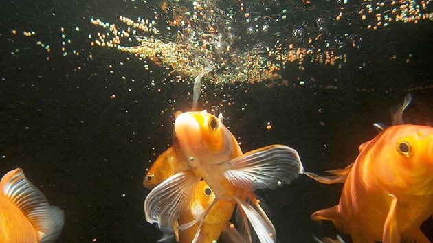 Неразмекнатата храна може да нарани стомаха на златната рибка и тя да изгуби способността си за нормално хранене и плуване
