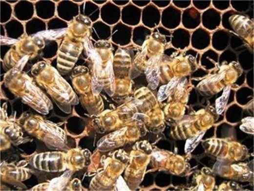 Фонд "Земеделие" кредитира проекти по Националната програма по пчеларство
