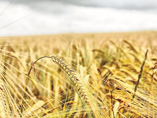 606 кг от декар е добивът от пшеница в Добричко насред жътвата