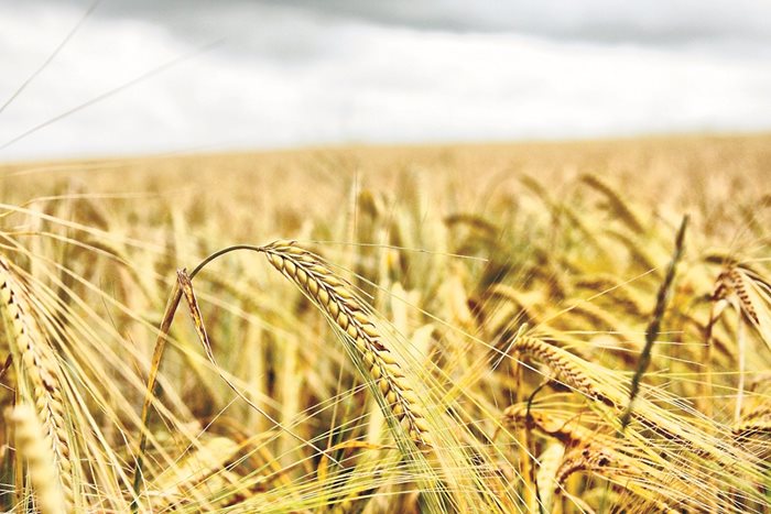 Ожънати са и 725 450 дка с пшеница при среден добив от около 606 кг от дка.