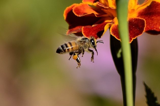 Упадъкът на пчелите не се дължи изцяло на употребата на пестициди - налице са и други фактори като изчезването на цъфтящи растения, богати на нектар цветни ливади, изменението на климата и разпространението на болестите.