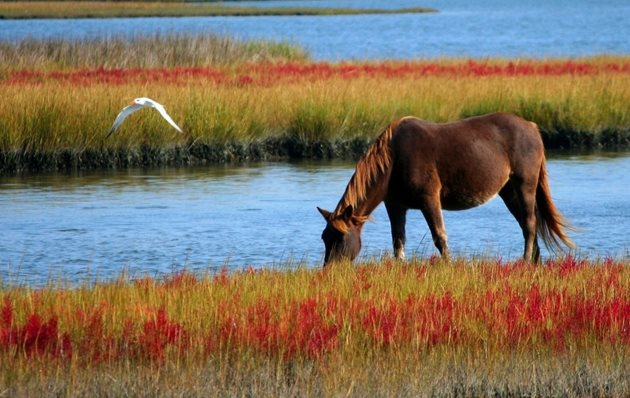Ако конят пасе, той пие два пъти дневно вода, и то обилно - сутрин и вечер. Ако има река в близст до пасището, трябва да сте сигурни, че водата е чиста, а не заблатена.
