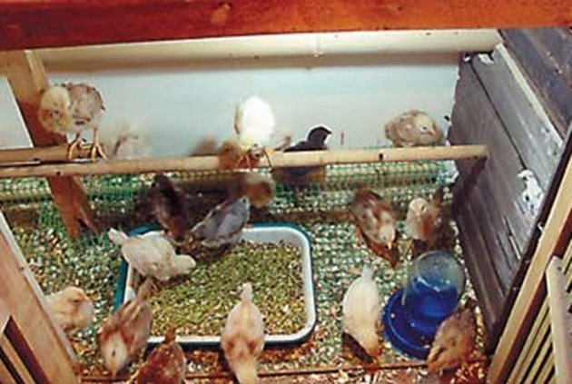 За малките и подрастващите пилета е препоръчително царевицата да е счукана или смляна едро
