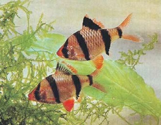 Барбусът е стадна рибка и се отглежда по няколко в аквариума