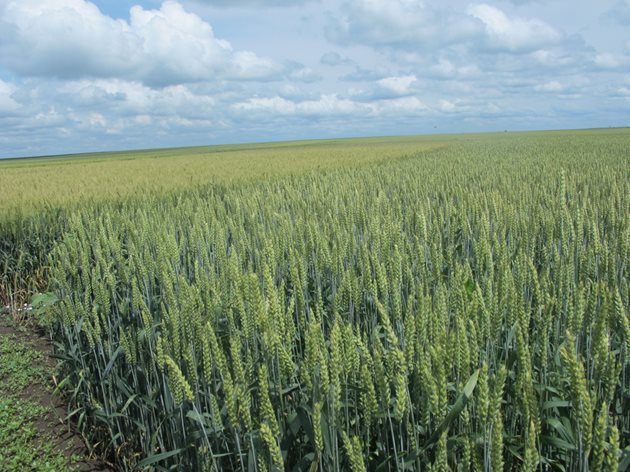 Навременните мерки срещу вредителите гарантира опазването на зърнената реколта
Снимка: Ваня Велинска