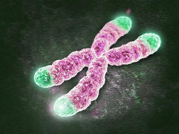 Теломерите са окончанията на човешките хромозоми.
