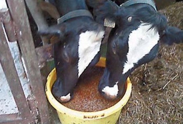 За кравите и свинете се препоръчва зърното да бъде смляно