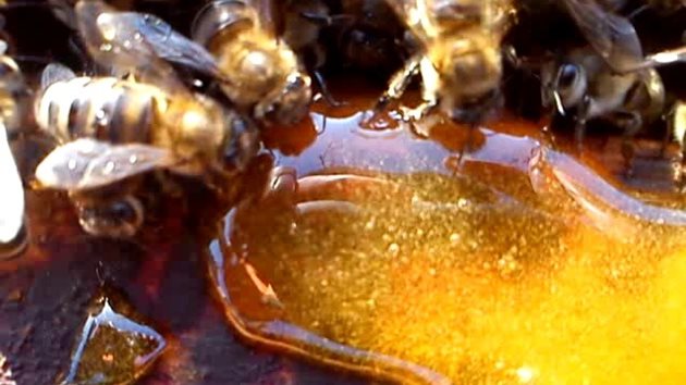 Преди да сложите питите с мед в кошера, оставете ги за една нощ - 8 до 10 часа, в затоплено помещение. По този начин медът ще се затопли и няма да се изстудят гнездата.