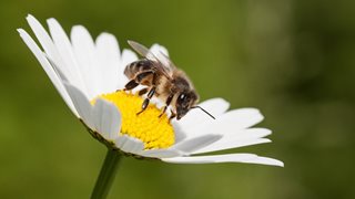 Суперсилите на пчелния прашец