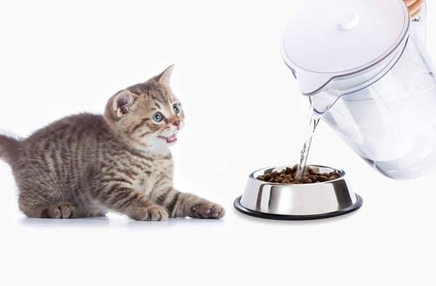 Специалистите препоръчват да мокрите сухата храна на току-що отбитото коте
