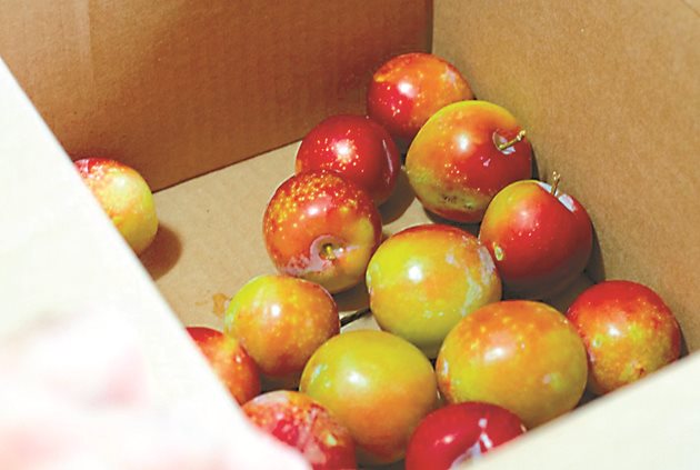 При недостиг на калций ябълката страда от горчиви ядки. Болестта се проявява по време на съхранението на плодовете.
