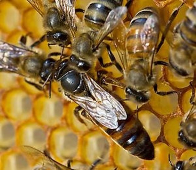 Повечето от любителите пчелари не обръщат внимание на качеството и продуктивността на пчелната майка. Те оставят на пчелите тази дейност, но берат горчивите плодове на случайността.
