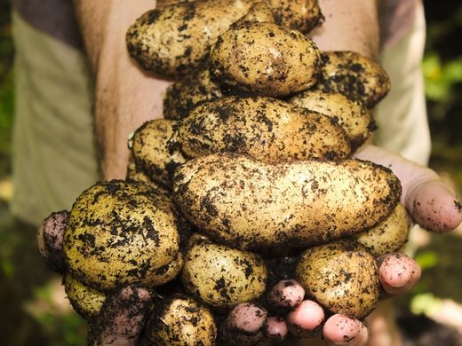 Виж как се вадят картофи с еърбег и взрив, а не с мотика! (Видео)