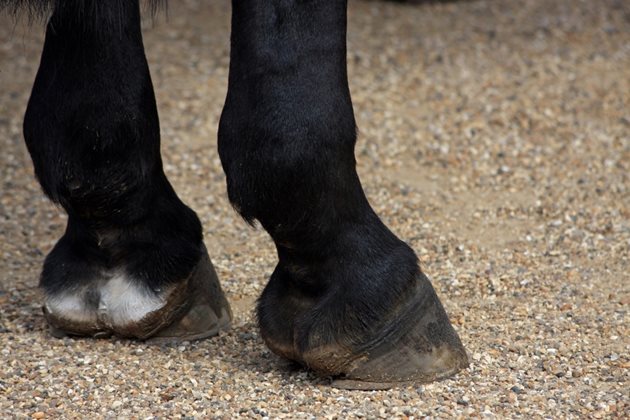Проверявайте редовно състоянието на краката на коня. Възможно е при тежка физическа работа да се разранят.
