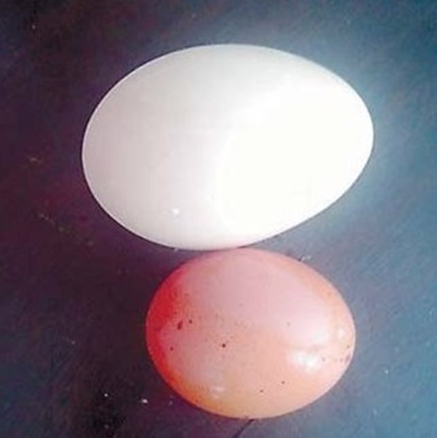 Много са факторите, които влияят на размера на яйцето. Затова трбва да се съобразите с всички тях, за да прибирате от полога само едри яйца