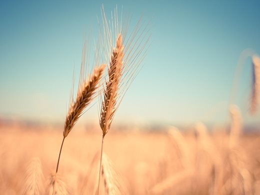 Румъния и Украйна преговарят за разрешаване на зърнената криза