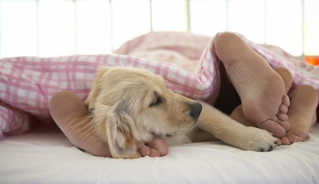 Ако кучето ви обича да спи в краката ви, не го прогонвайте